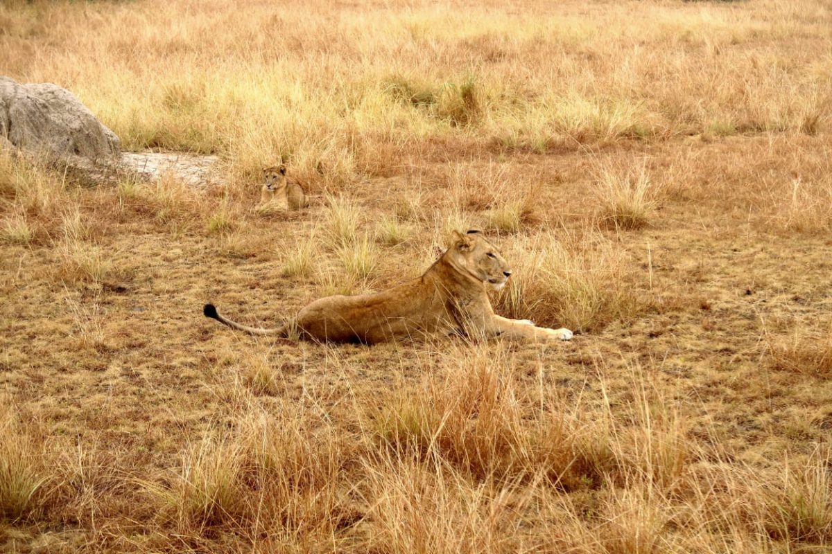 alt="Al Queen Elizabeth National Park tra ippopotami, bufali e leoni"