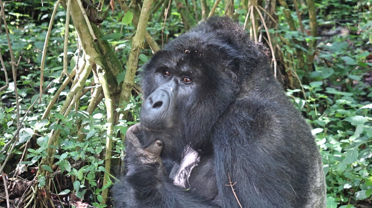 alt="Il gorilla di montagna al Bwindi Impenetrable Forest National Park"