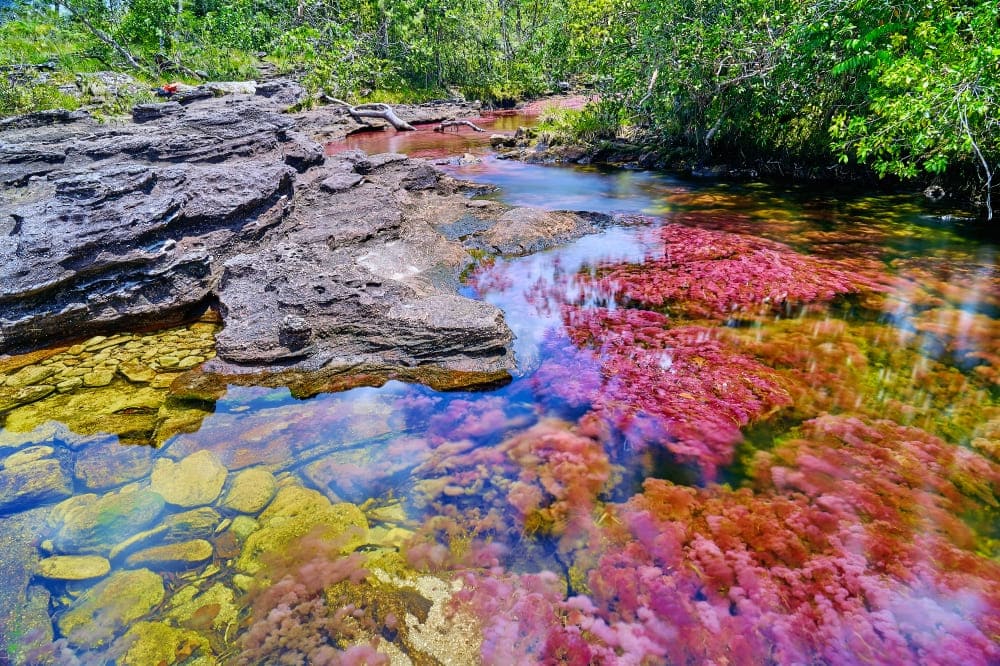 alt="Tra le curiosità sulla Colombia, i colori di Caño Cristales"