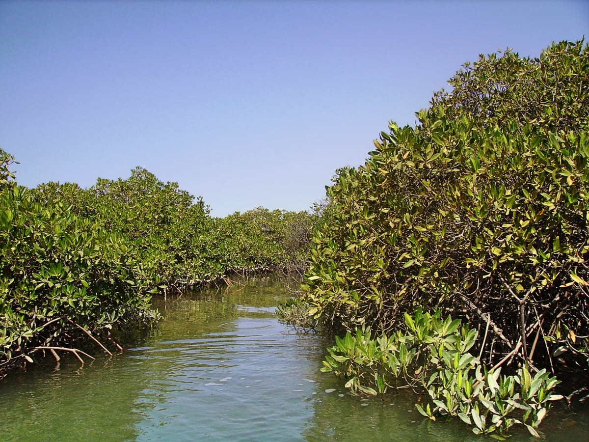 Mangrovie a Joal Fadiouth