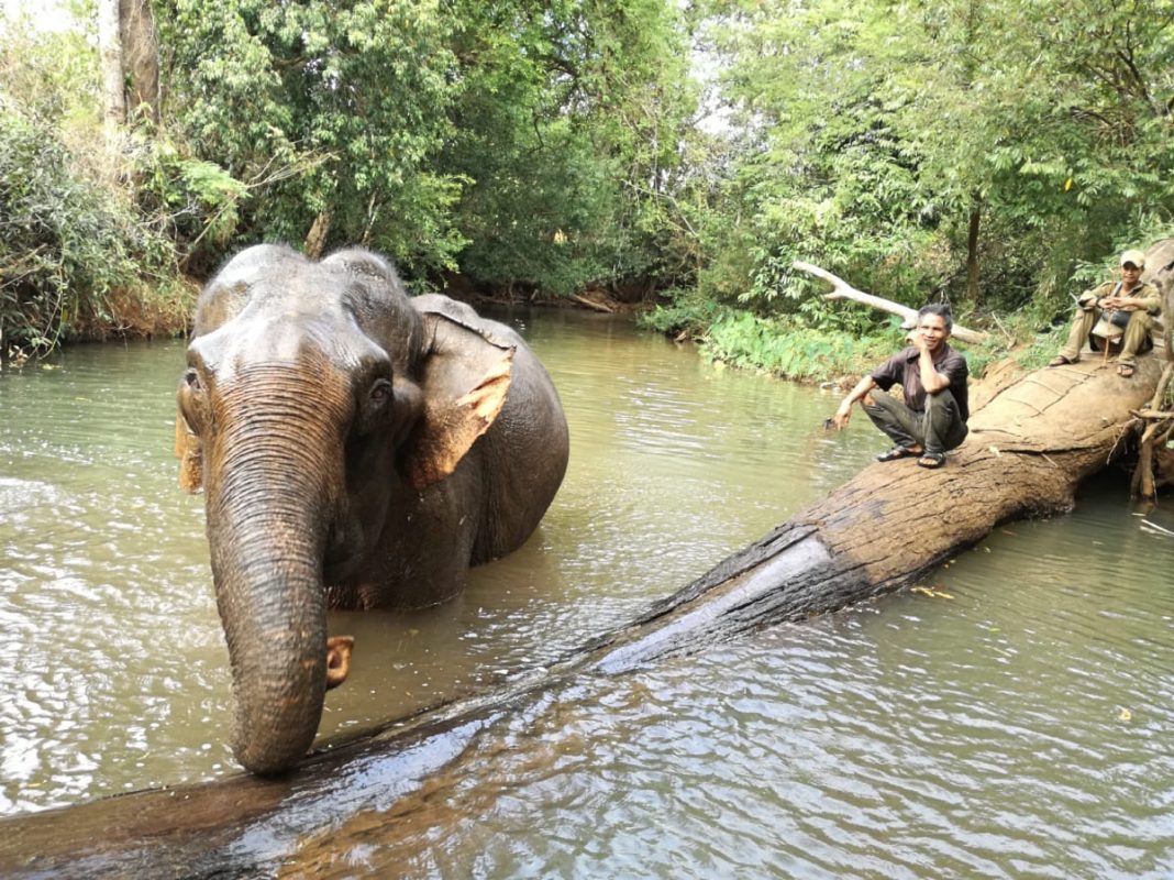 Elefante a Mondulkiri in Cambogia