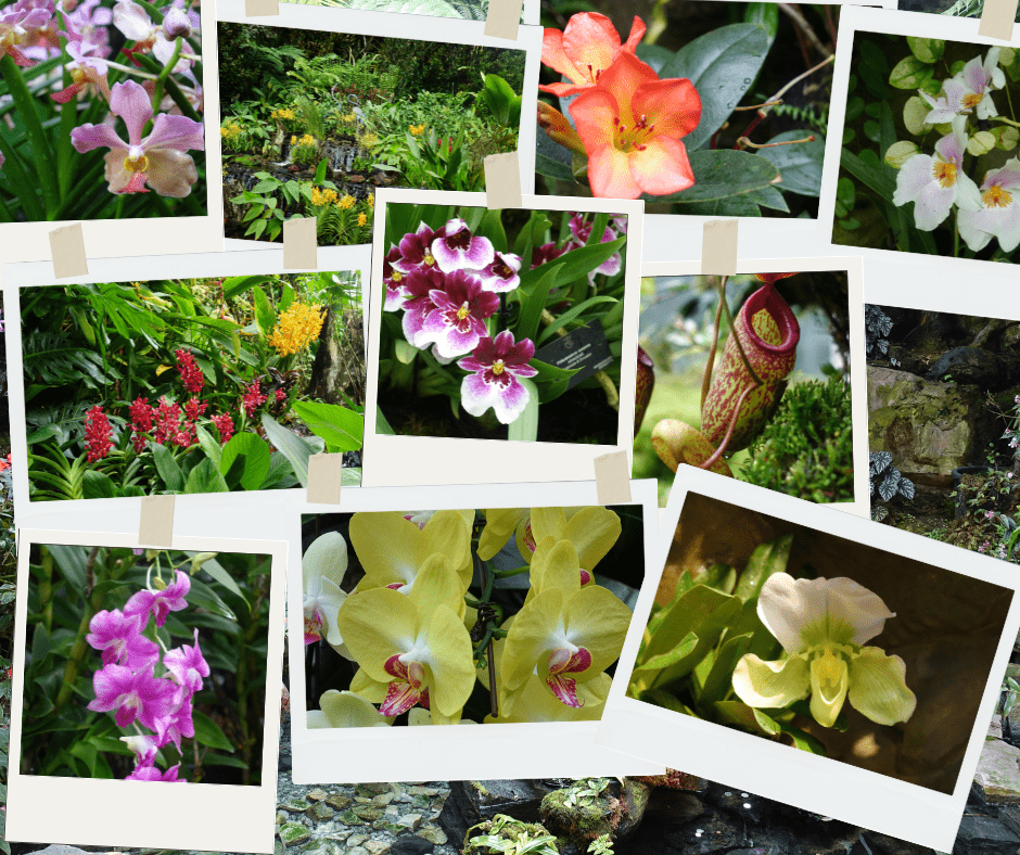 Giardino delle orchidee