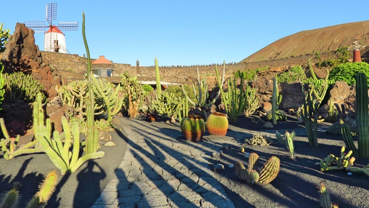 Jardin de Cactus, da vedere a Lanzarote